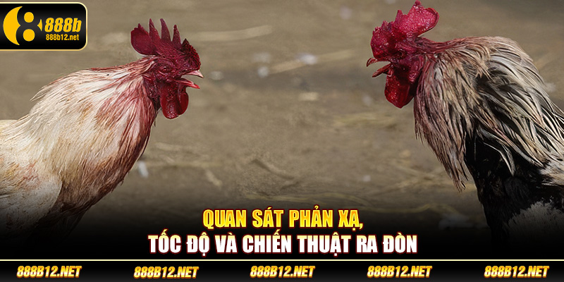 Quan sát phản xạ, tốc độ và chiến thuật ra đòn