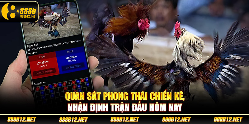 Quan sát phong thái chiến kê, nhận định trận đấu hôm nay